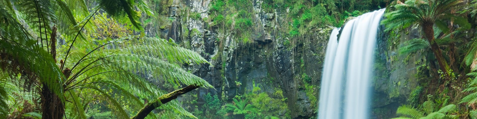 A lush rainforest with a waterfall, dense ferns, and a moss-covered stream.
