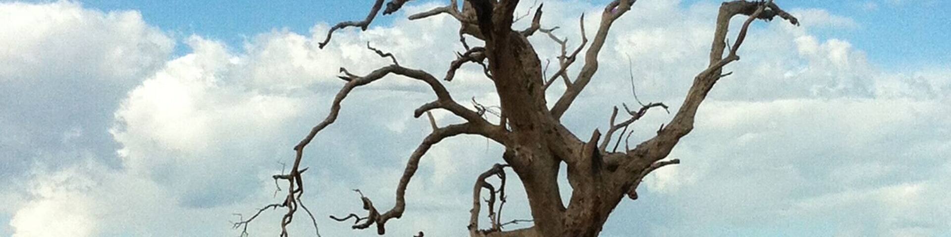 Even in death a majestic & magnificent River Red Gum.
