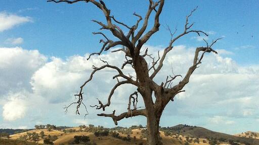 Even in death a majestic & magnificent River Red Gum.