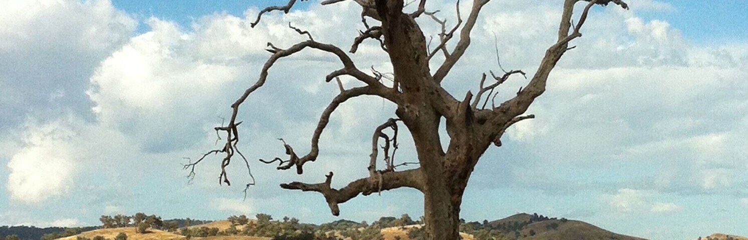Even in death a majestic & magnificent River Red Gum.