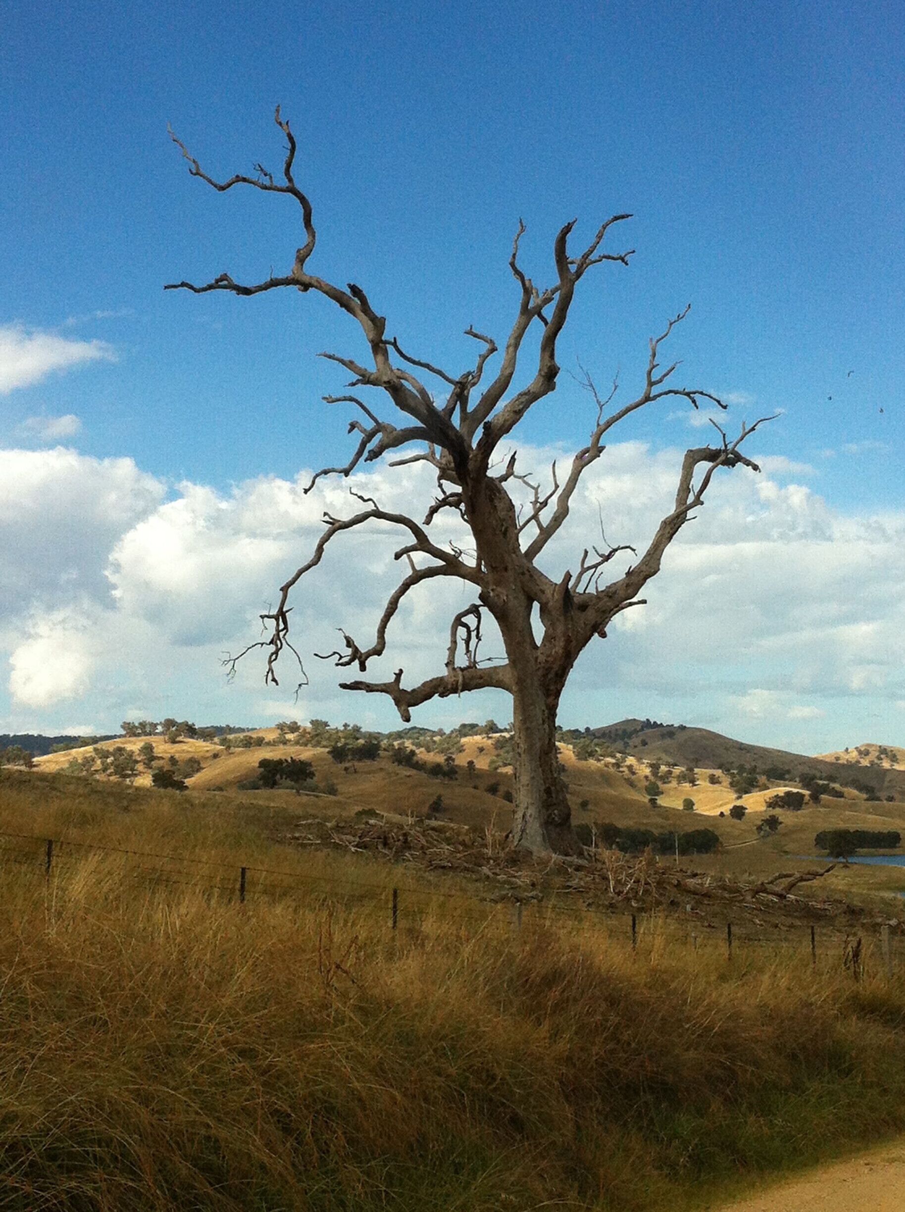 A leafless tree in a grassy field with a fence and hills in the background.