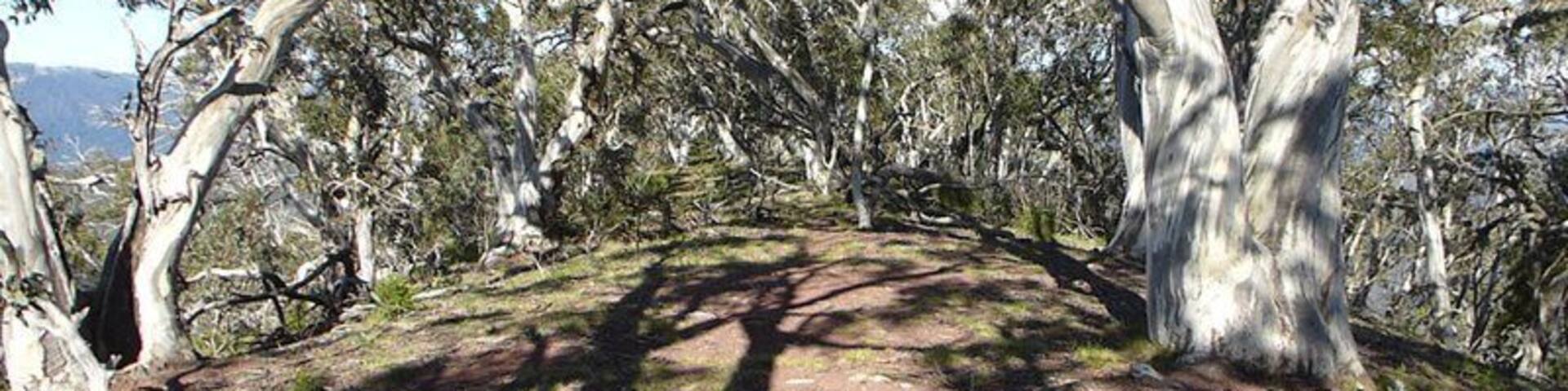 From Timbertop Saddle on the Howqua Hills Road, it is almost 3kms uphill on a pretty trail to Mt Timbertop. Passing through Eucalyptus forest for the first 2 ams then onto a clear area with stunning views over the Mansfield plains and across to the Mt Buller region. A final, short, scramble over rocks to the summit... and such a gorgeous place to be! We hung hammocks and slept overnight amongst the snow gum trees. The ridge is only about 100 metres long and maybe 20 metres wide...