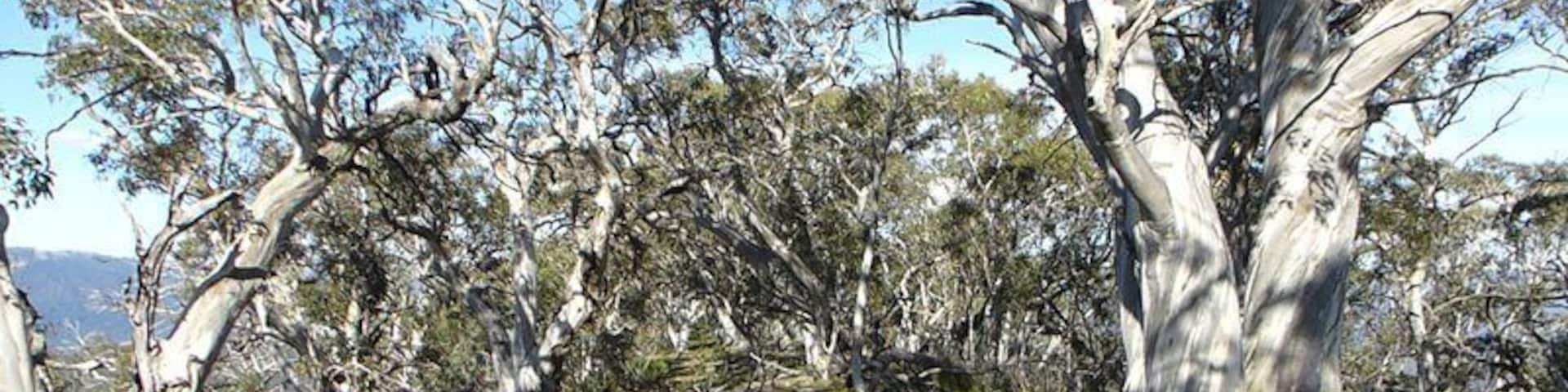 From Timbertop Saddle on the Howqua Hills Road, it is almost 3kms uphill on a pretty trail to Mt Timbertop. Passing through Eucalyptus forest for the first 2 ams then onto a clear area with stunning views over the Mansfield plains and across to the Mt Buller region. A final, short, scramble over rocks to the summit... and such a gorgeous place to be! We hung hammocks and slept overnight amongst the snow gum trees. The ridge is only about 100 metres long and maybe 20 metres wide...
