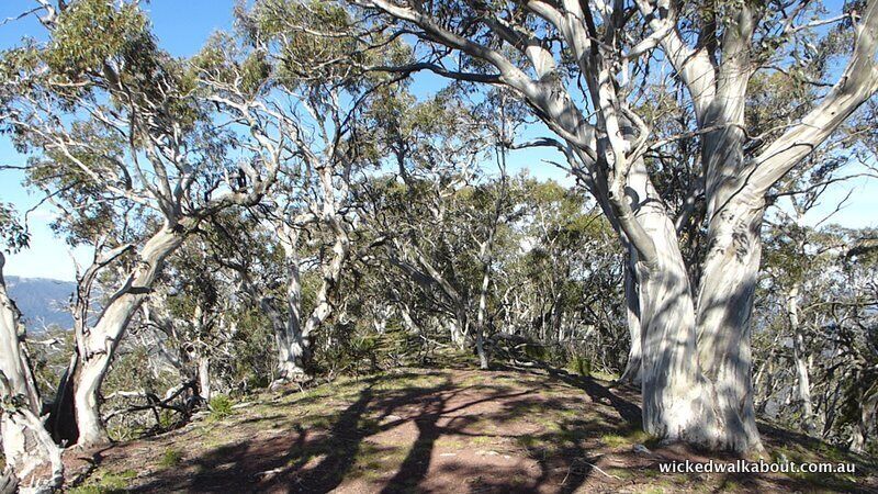 A forested area with tall trees and a dirt path.