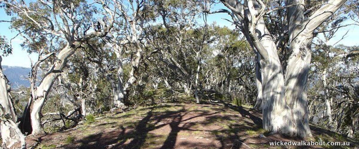 A forested area with tall trees and a dirt path.