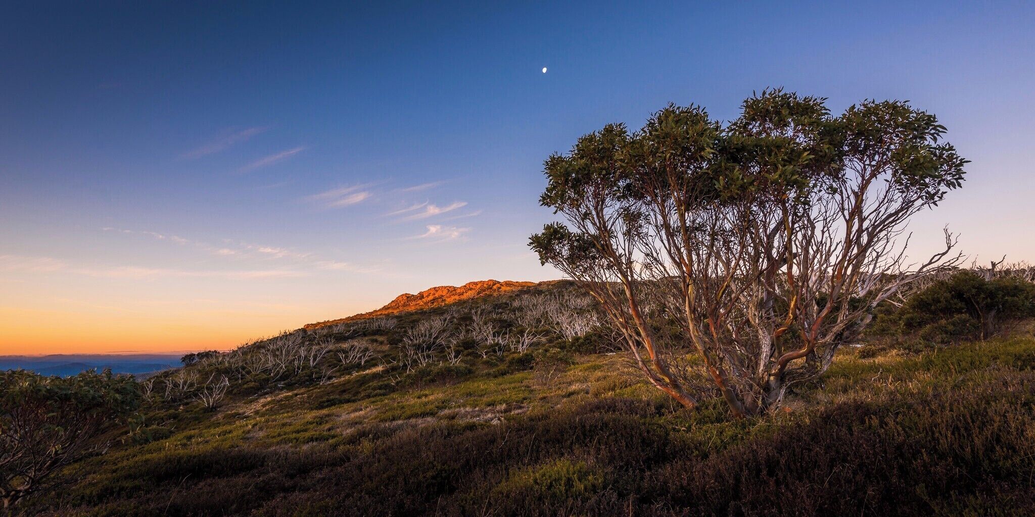 A landscape with a prominent tree on a hill, a clear sky, and a distant mountain range.