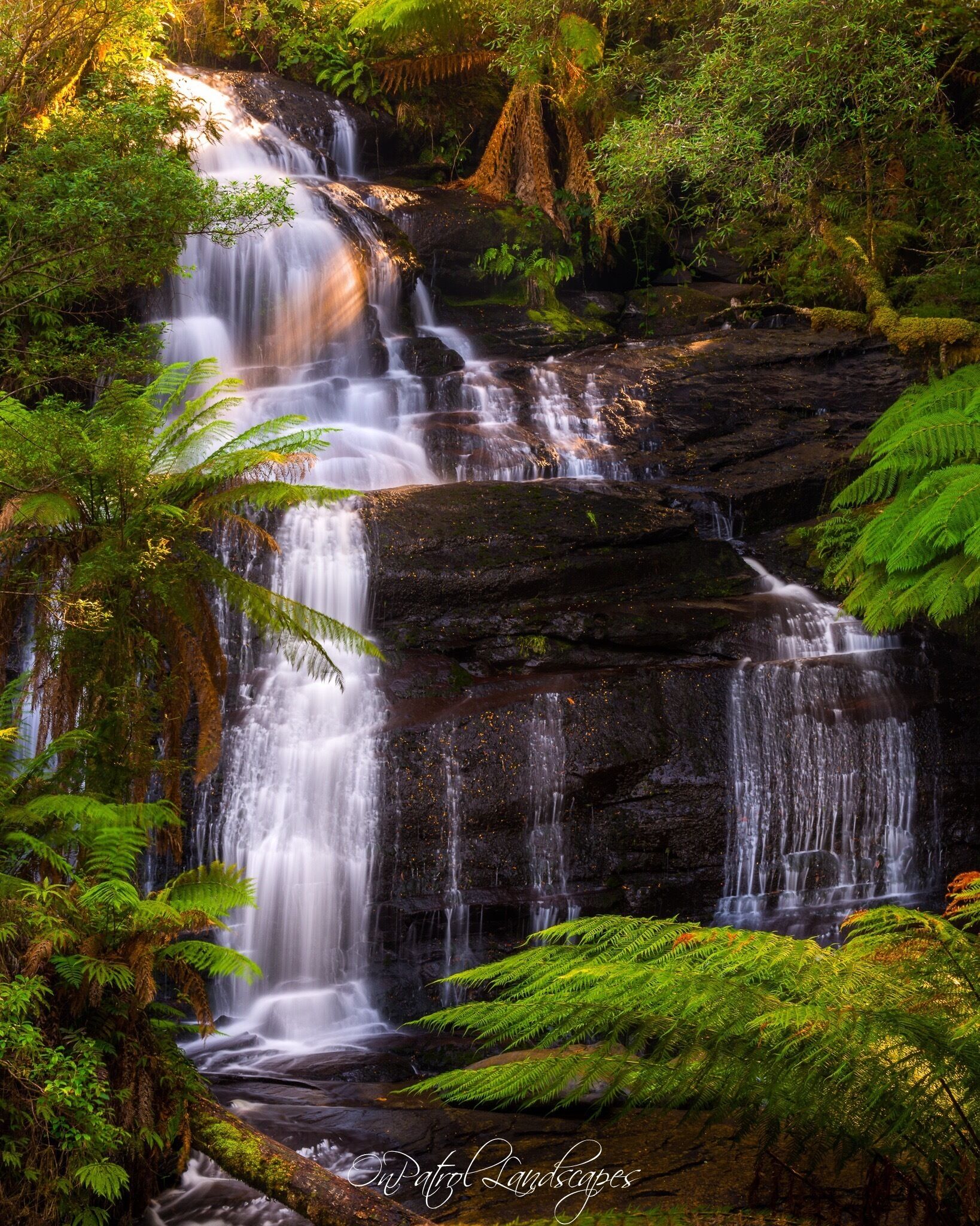 A waterfall cascading over dark rocks surrounded by lush green ferns.