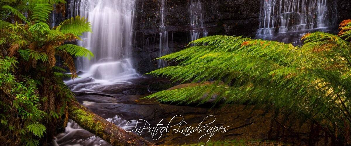 A waterfall cascading over dark rocks surrounded by lush green ferns.
