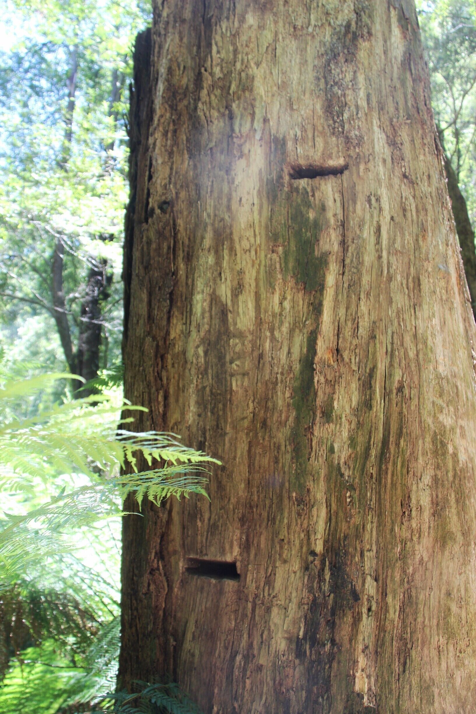 Triplet falls was the site of one of the timber mills in the Otways - which means you can see a lot of relics from last century. The lines you see are the grooves timber workers have cut in the tree. Here, they would have put wooden planks in the grooves to help them climb up the tree.

There are lots of information boards here to explain the history. #lovemytown