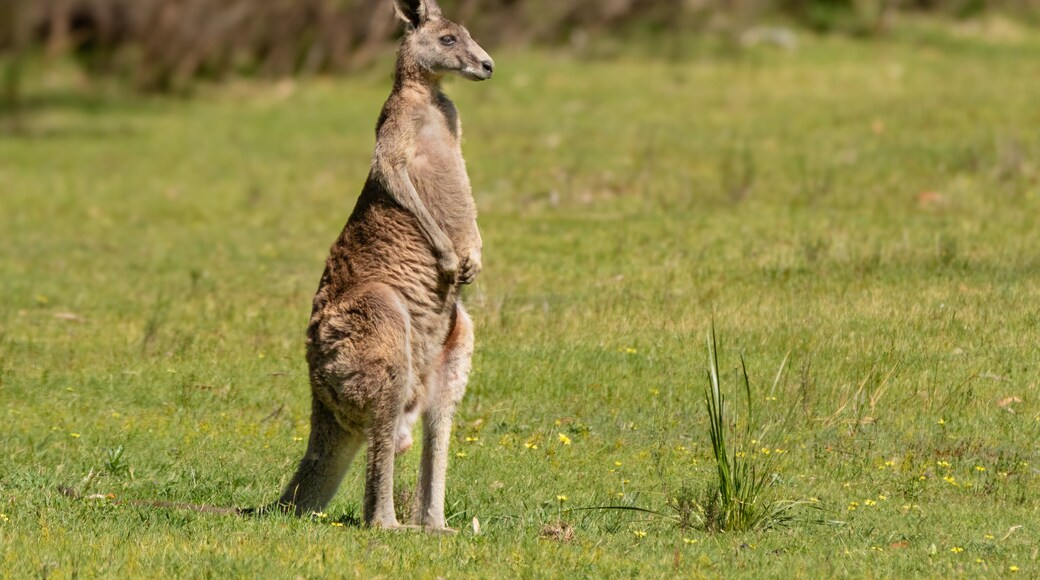 An eastern grey kangaroo (Macropus giganteus) surveys its surroundings in Churchill National Park near Melbourne. The marsupial, also known as a great grey, is not the largest kangaroo.