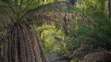 Walking path to Cora Lynn Falls.