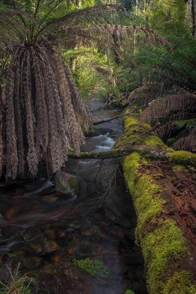 A forest stream with moss-covered rocks and hanging ferns.