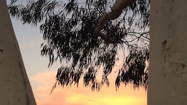 An Aussie sunset amongst the ghost gums