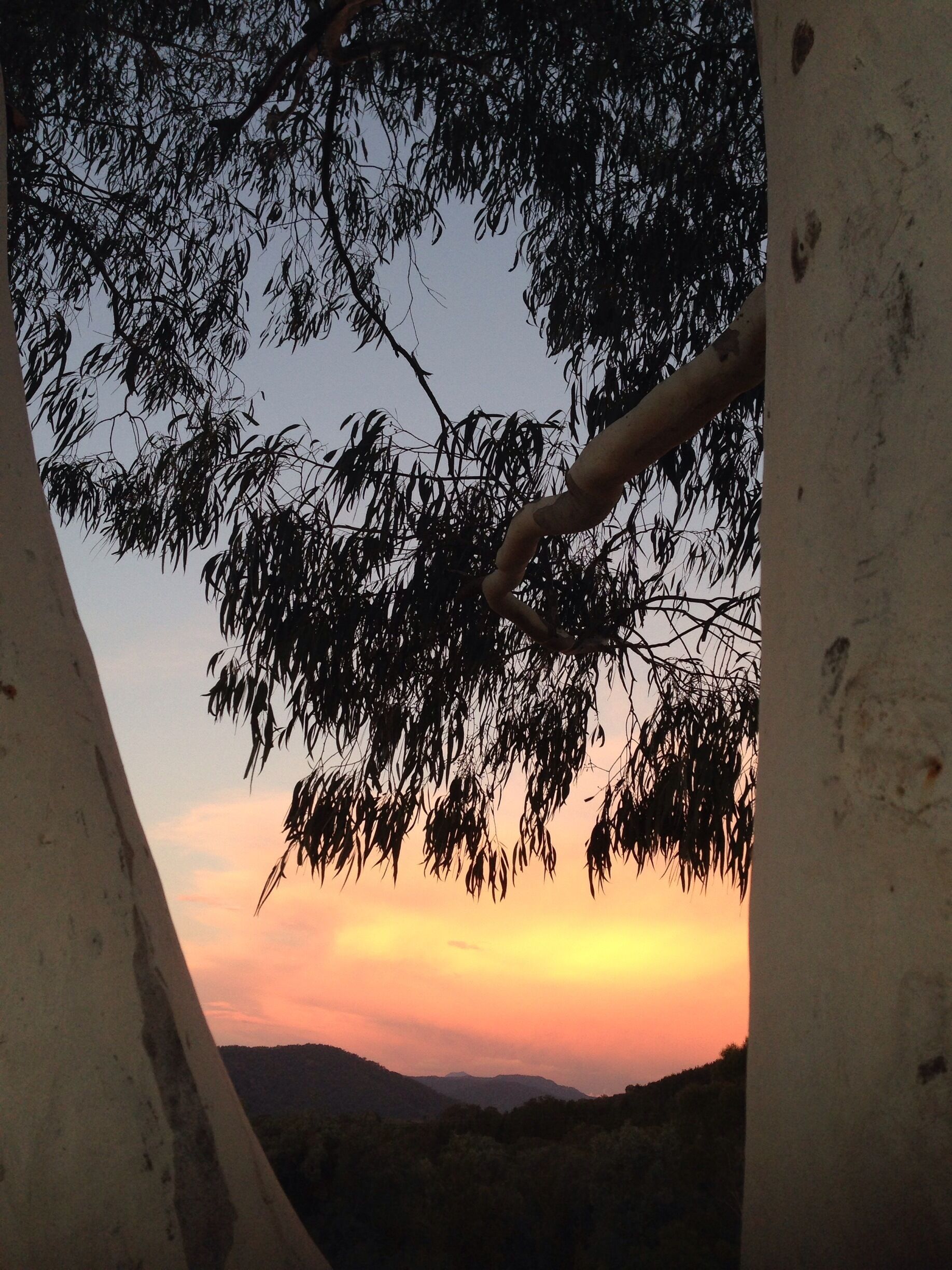 A sunset with a silhouette of a tree branch against a sky with orange and pink hues.