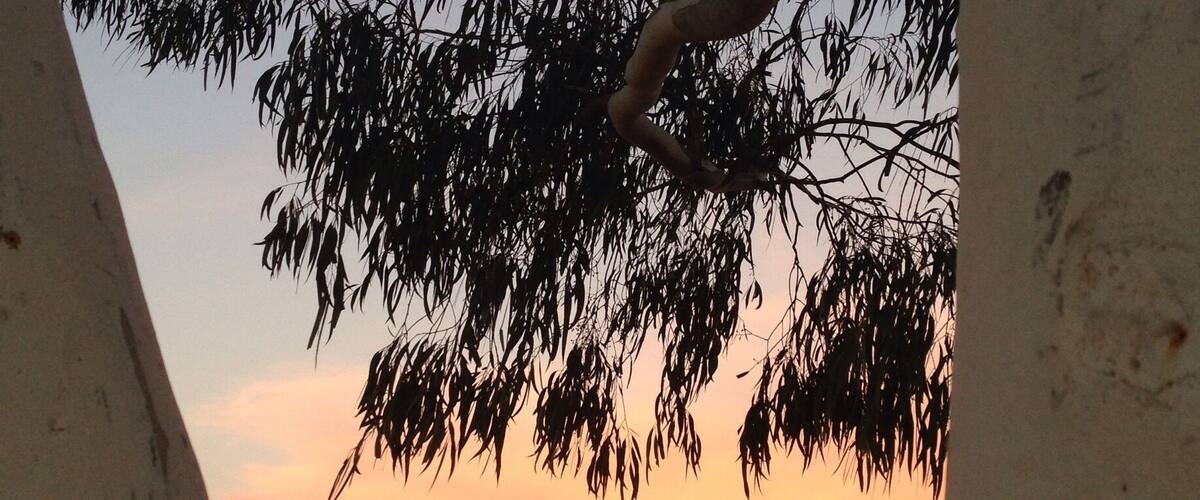A sunset with a silhouette of a tree branch against a sky with orange and pink hues.