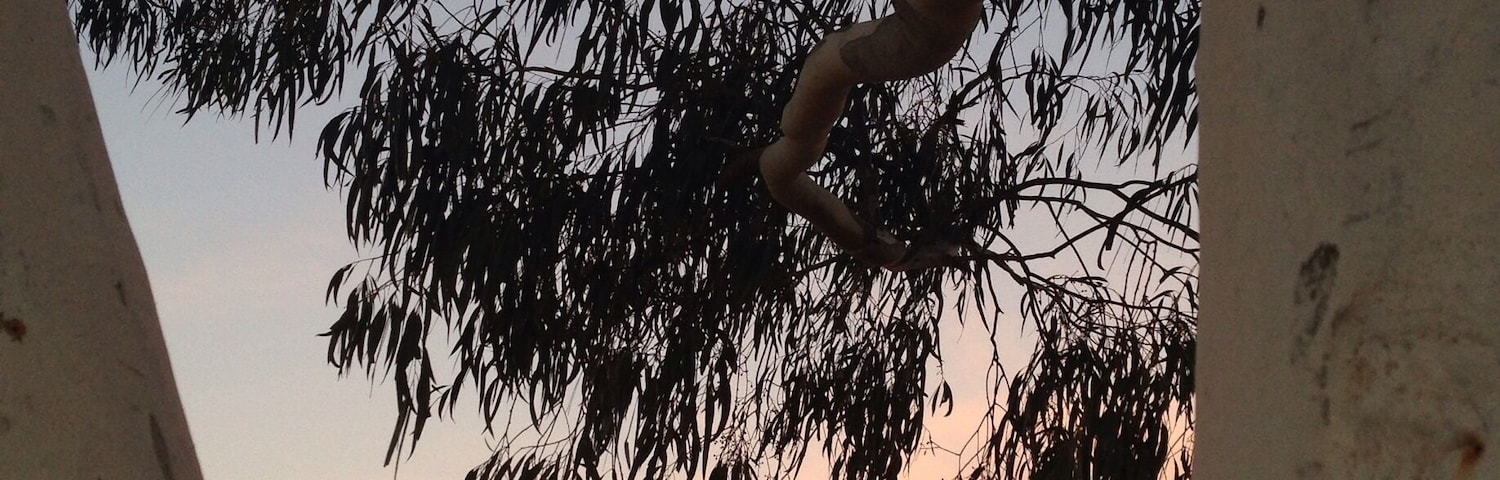 A sunset with a silhouette of a tree branch against a sky with orange and pink hues.