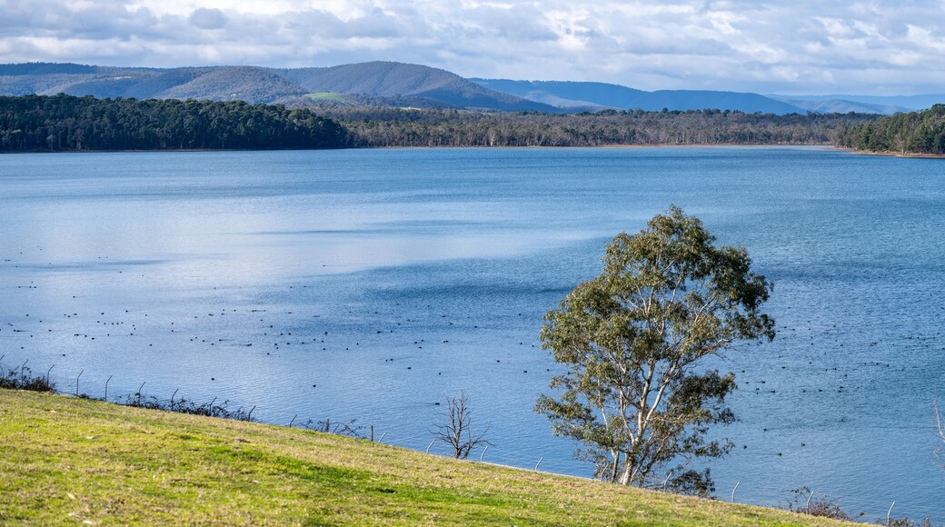 A calm lake with a tree in the foreground and a forested hill in the background.
