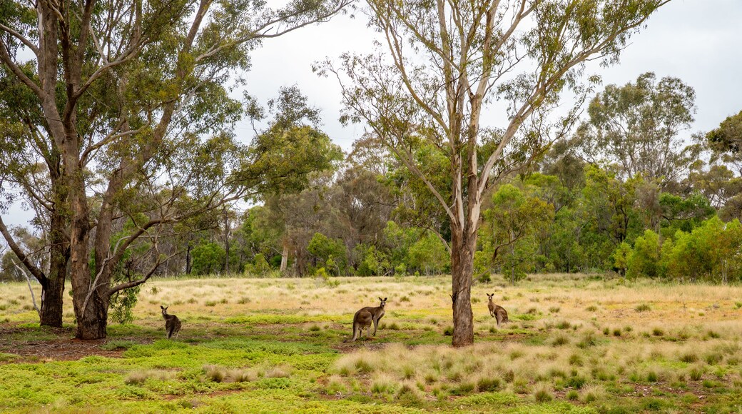 A grassy field with several trees and kangaroos.