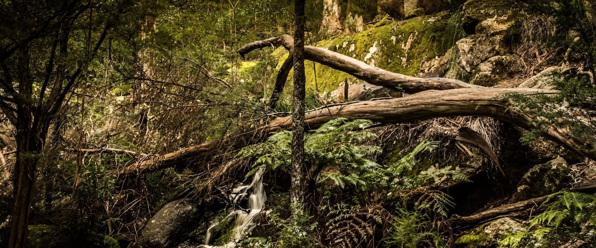There's no sign on the road for this waterfall. Then it's a short 150m walk to the viewing platform past huge grant boulders shaped like a ship. It is possible to walk down the side of the landing to get closer to the water. Not much flow today in this dry winter.
#shiprockfalls #hoddlescreek #victoria #australia #waterfall