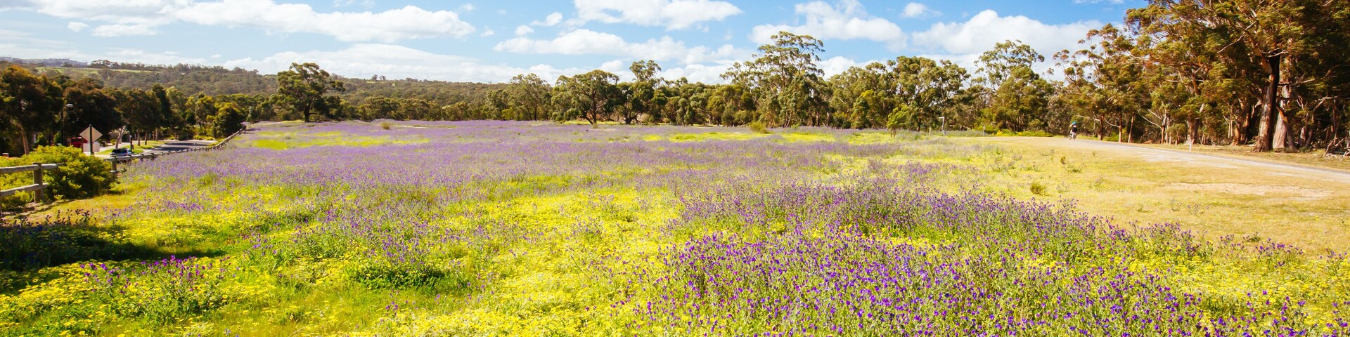 A field of purple and yellow wildflowers with a clear blue sky and trees in the background.