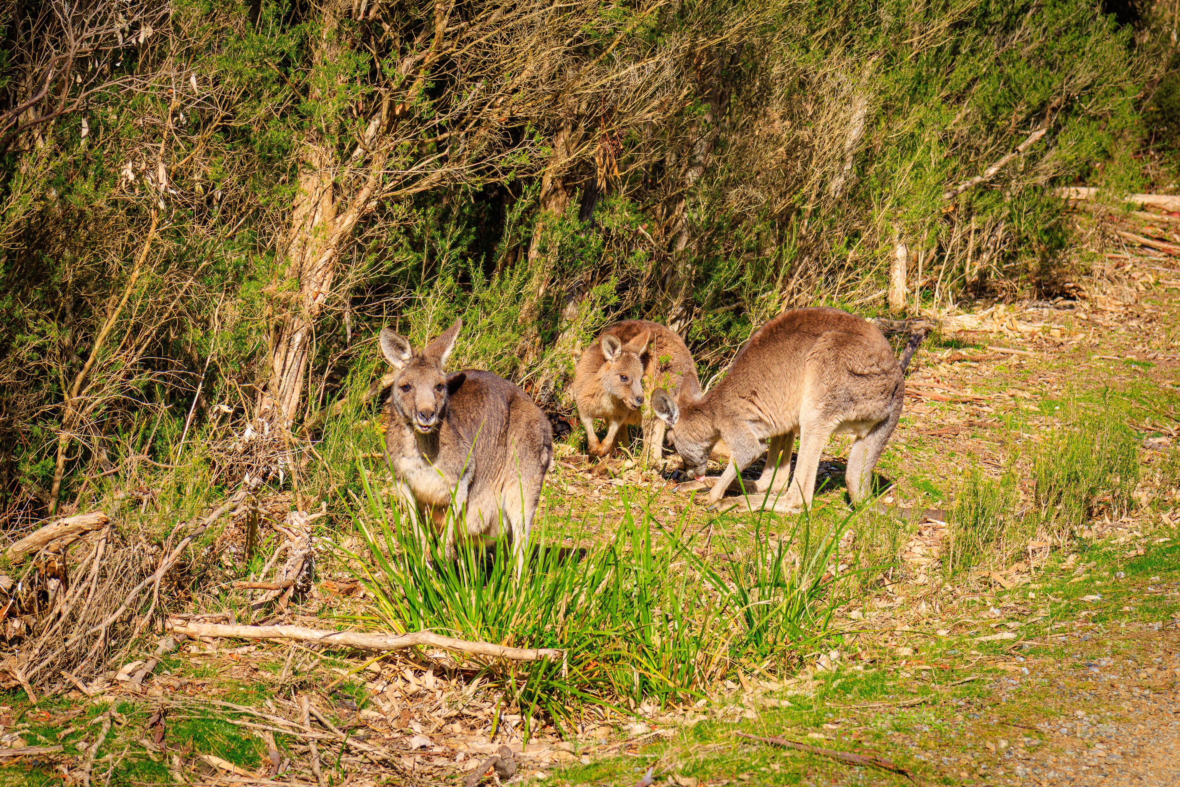 A group of kangaroos in a natural habitat with dense vegetation and trees.