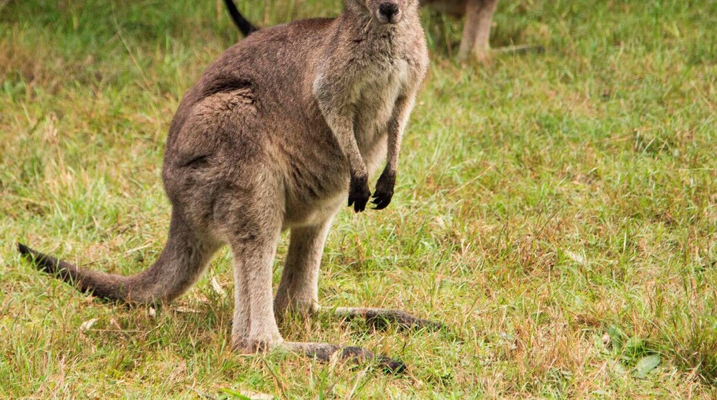 Early morning walk through Lysterfield Park and the kangaroos were everywhere! For the more adventurous the park also attracts mountain bike riders and was the location for the 2006 Commonweath Games for the mountain bike events. There are good facilities and BBQ areas if you want to make a day of it.