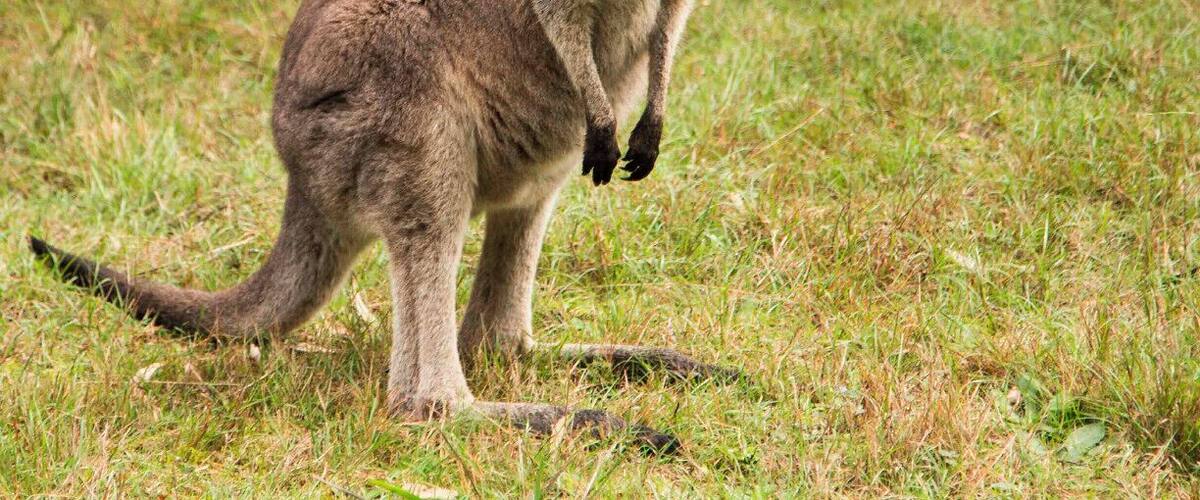 Early morning walk through Lysterfield Park and the kangaroos were everywhere! For the more adventurous the park also attracts mountain bike riders and was the location for the 2006 Commonweath Games for the mountain bike events. There are good facilities and BBQ areas if you want to make a day of it.