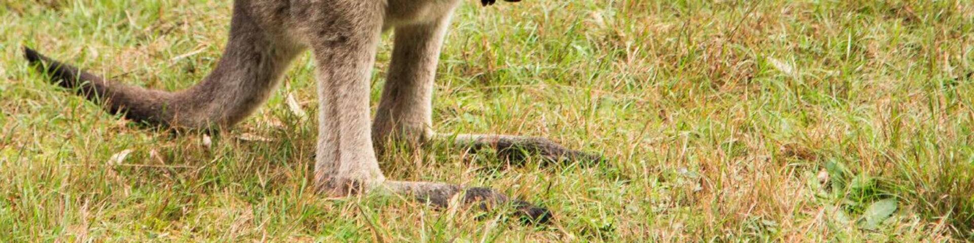 Early morning walk through Lysterfield Park and the kangaroos were everywhere! For the more adventurous the park also attracts mountain bike riders and was the location for the 2006 Commonweath Games for the mountain bike events. There are good facilities and BBQ areas if you want to make a day of it.