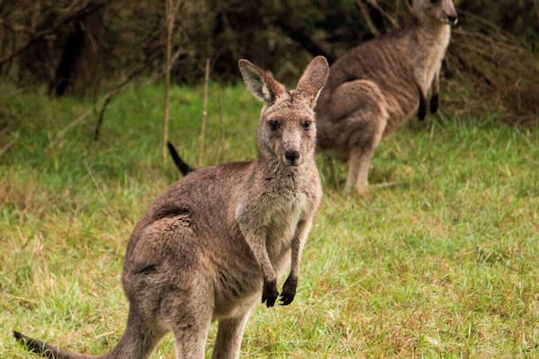Early morning walk through Lysterfield Park and the kangaroos were everywhere! For the more adventurous the park also attracts mountain bike riders and was the location for the 2006 Commonweath Games for the mountain bike events. There are good facilities and BBQ areas if you want to make a day of it.