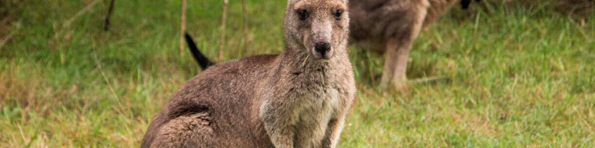 Early morning walk through Lysterfield Park and the kangaroos were everywhere! For the more adventurous the park also attracts mountain bike riders and was the location for the 2006 Commonweath Games for the mountain bike events. There are good facilities and BBQ areas if you want to make a day of it.