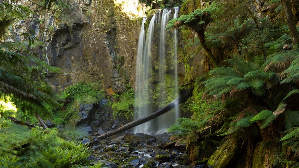 Rainforest Waterfall, Beech Forest, Victoria, Australia