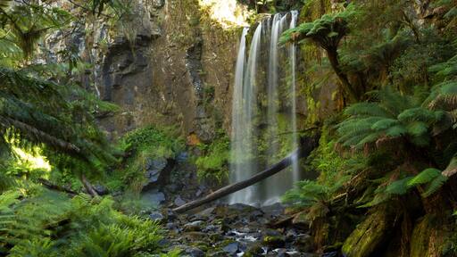 Rainforest Waterfall, Beech Forest, Victoria, Australia