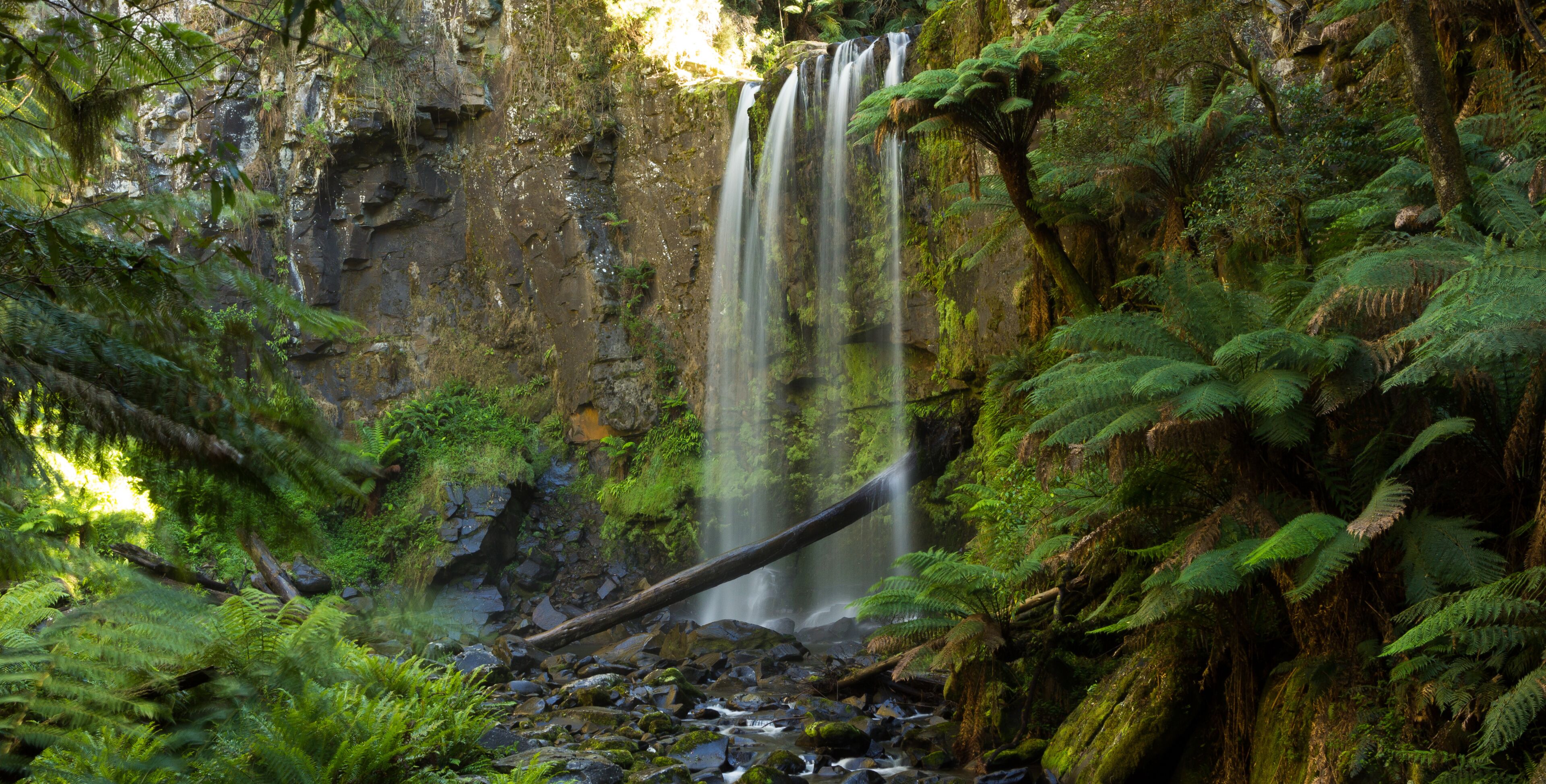 A waterfall surrounded by lush ferns and moss-covered rocks.