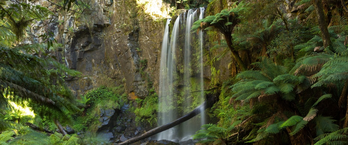 A waterfall surrounded by lush ferns and moss-covered rocks.