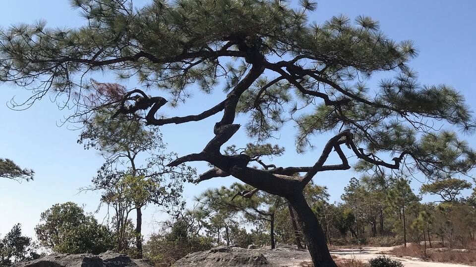 A large pine tree with a twisted trunk and sparse foliage in a dry, rocky landscape.