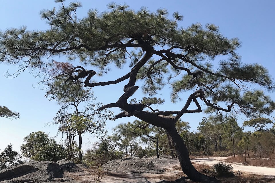 A large pine tree with a twisted trunk and sparse foliage in a dry, rocky landscape.