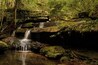 A forested area with a small waterfall cascading over moss-covered rocks into a calm pool.