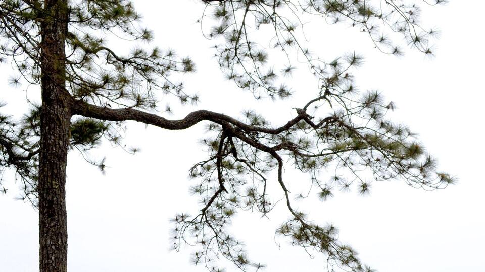 A person sitting on a rock with a pine tree in the background.