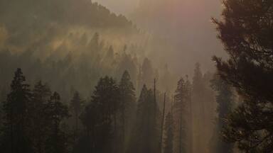 A forested valley with a dirt path and two people walking.