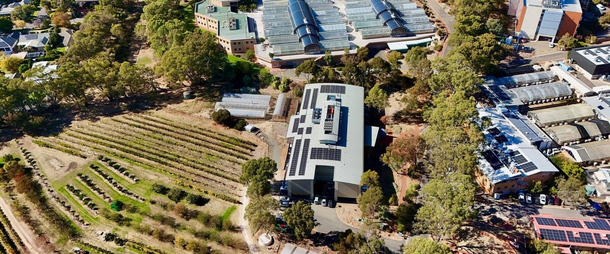 Waite Campus, Urrbrae, South Australia: aerial view of the University of Adelaide agricultural research hub with heritage buildings, labs, vineyards, and gardens at the foot of Adelaide Hills.
