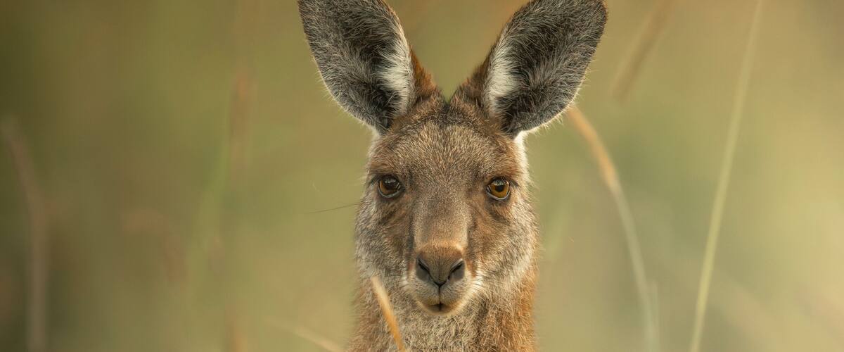 Young Eastern Grey Kangaroo enjoying the afternoon sun in Wacol, Brisbane, Queensland.
