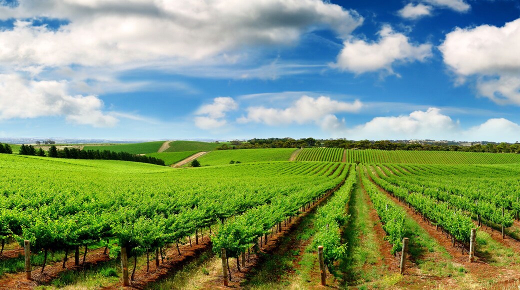 Green Vineyard Landscape