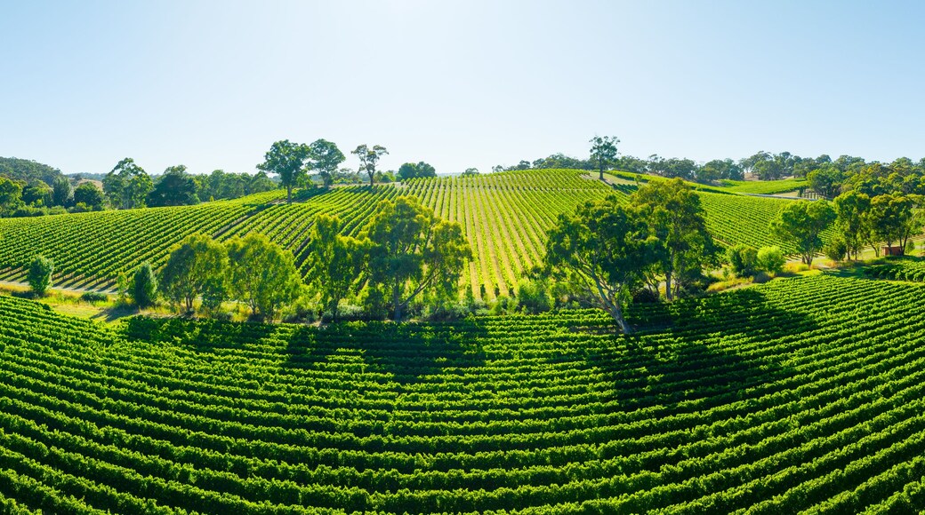 Aerial photo of a vineyard in the Adelaide Hills