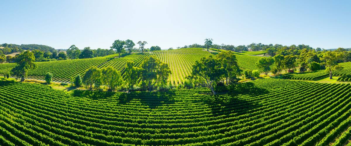 Aerial photo of a vineyard in the Adelaide Hills