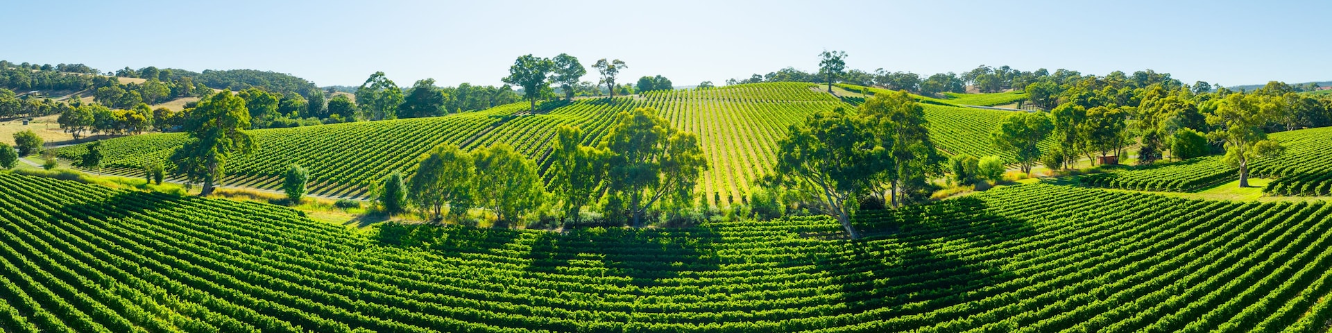 Un vignoble avec des rangées de vignes et des arbres.