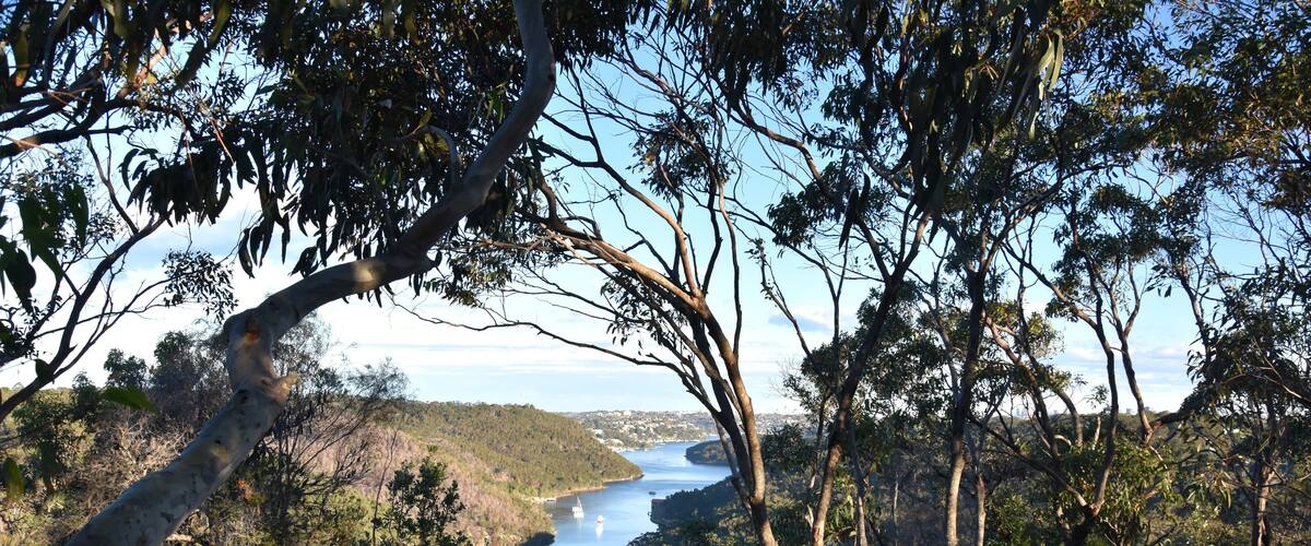 Middle Harbour, view from The Bluff lookout in Garigal National Park (Sydney, NSW, Australia)