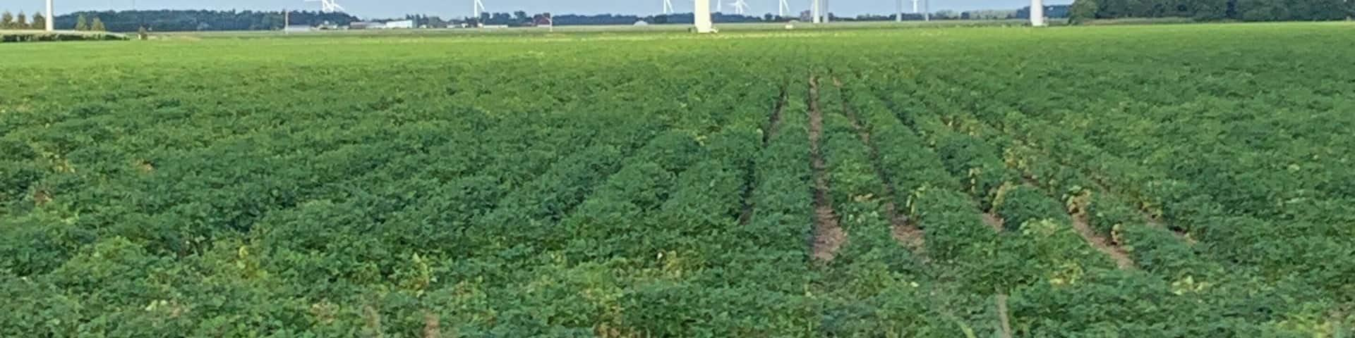 The simplistic beauty of farm country with the ginormous energy windmills is quite the contrast.