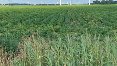 The simplistic beauty of farm country with the ginormous energy windmills is quite the contrast.