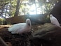 cutest little cockatoo's. they said hello and want a cracker a million times. funny little creatures.
