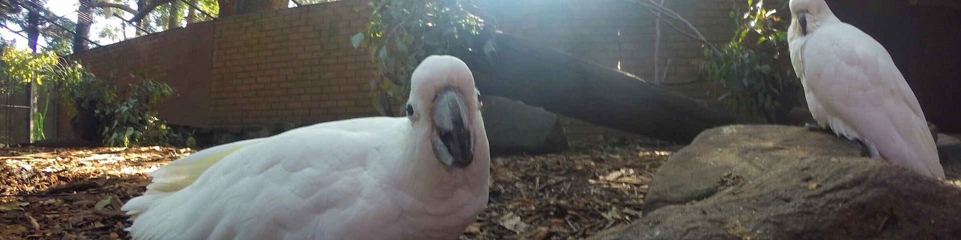 cutest little cockatoo's. they said hello and want a cracker a million times. funny little creatures.